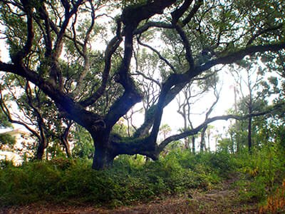 Giant live oak at Amelia Island Plantation in Florida