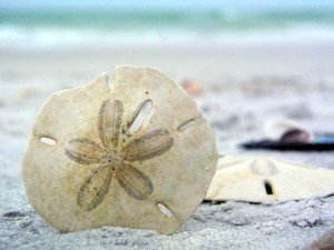 Sand Dollar