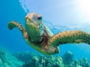 July_SeaTurtle