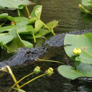 FL_Alligator