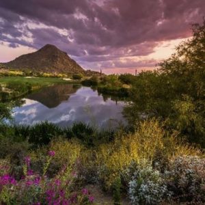 Sonoran Desert in Spring