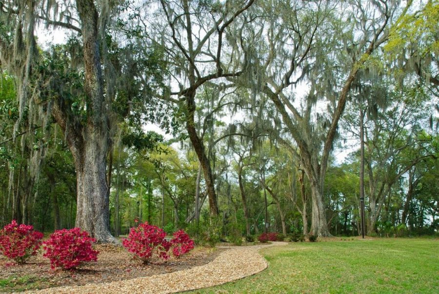 WaterWays trees