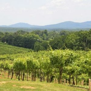 North Georgia Vineyard with View of Mountains