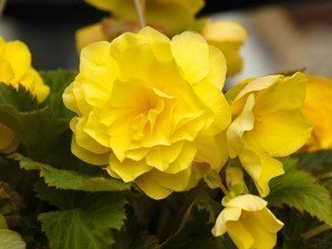 5_Begonias