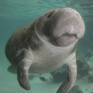 manatee