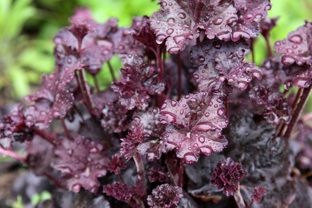 Obsidian Coral Bells