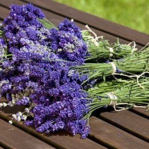 Gardening, fresh Lavender