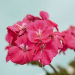 Pink Geranium