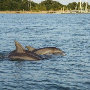 6 Reasons Nature Lovers are Nuts About Charleston, SC! - Barrier Islands Dolphins