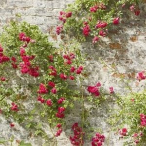 Climbing Roses