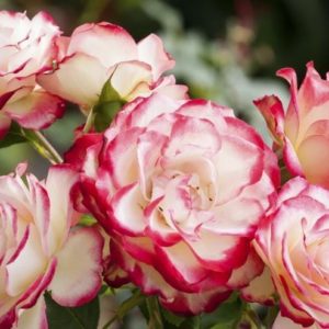 Hybrid Tea Roses