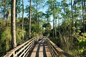 Best Places to Retire in Florida - Naples - Ave Maria - Corkscrew Swamp Sanctuary - Florida