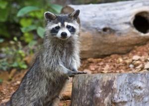 Raccoon