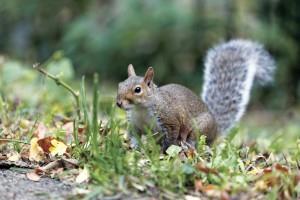 Squirrel - July Garden Article