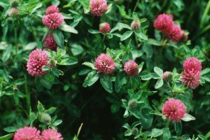 Gardening Tips - Garden Cover Crops - Red Clover