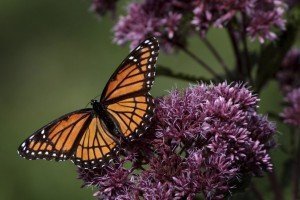 Monarch Butterfly