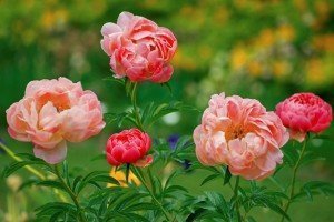 Peonies