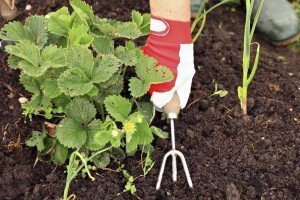 Weeding Garden