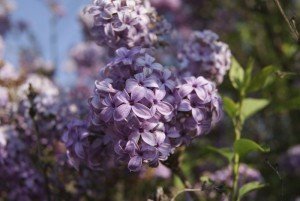 Purple lilac - Climate change - Best places to retire