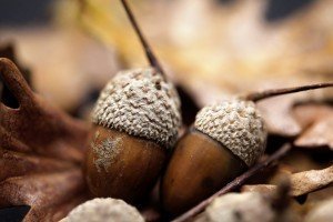 Gardening Tips - Acorns - Best Places to Retire - Autumn