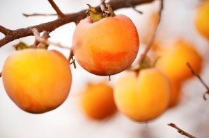 Gardening Tips - Persimmon - Best Places to Retire