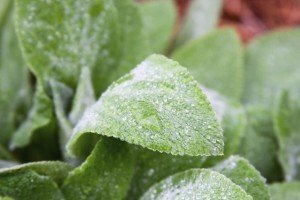 Changing Climate - Lamb's Ear - Plants to plant in drought