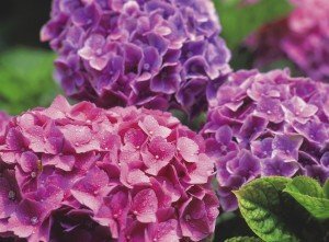 Plants adapted to wide range of climate - Hydrangeas