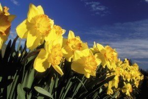 Daffodils - Spring flower 