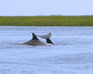 Dolphins_8989a