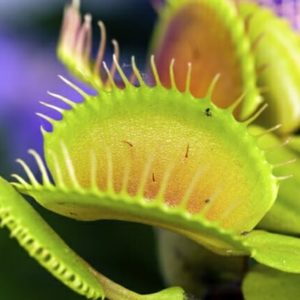 The Green Swamp - Venus Fly Trap - Palmetto Creek - North Carolina Retirement Communities