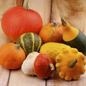 Winter Squash - Acorn Squash - Butternut Squash - Pumpkins - Gourds 