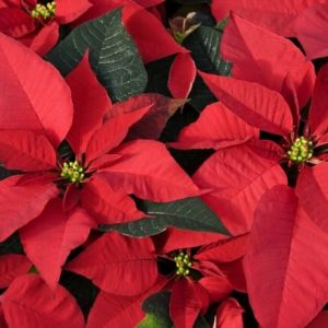 Christmas - Poinsettias