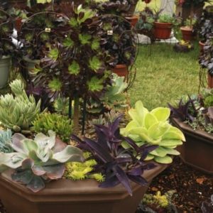 Gardening Tips - Gardening Trends for 2015 - Garden Trends - Succulents 