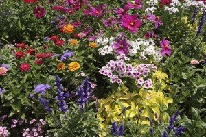 iStock_000009744748_FlowerBed