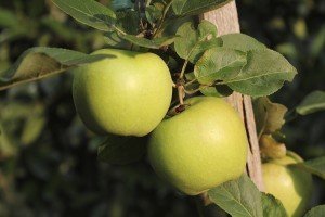 iStock_000047760868_apples