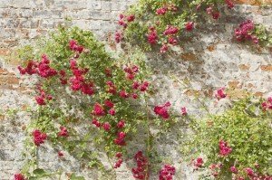 Climbing Roses_Original