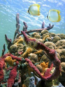 Sea sponges and water surface