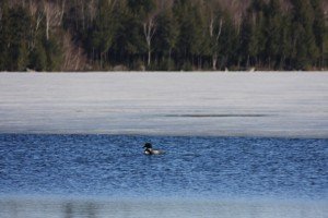 Loon at Ice-Out by Cathy Lacombe