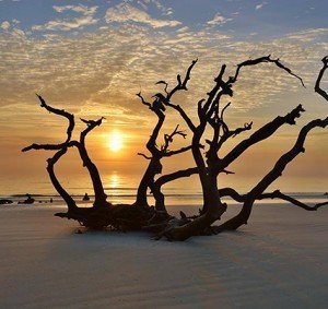 Driftwood Beach_largelo