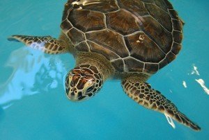 Georgia Sea Turtle Centerlo