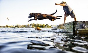 A pet owner throws a stick in the lake & his dog jumps in.