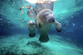 West Indian Manatee