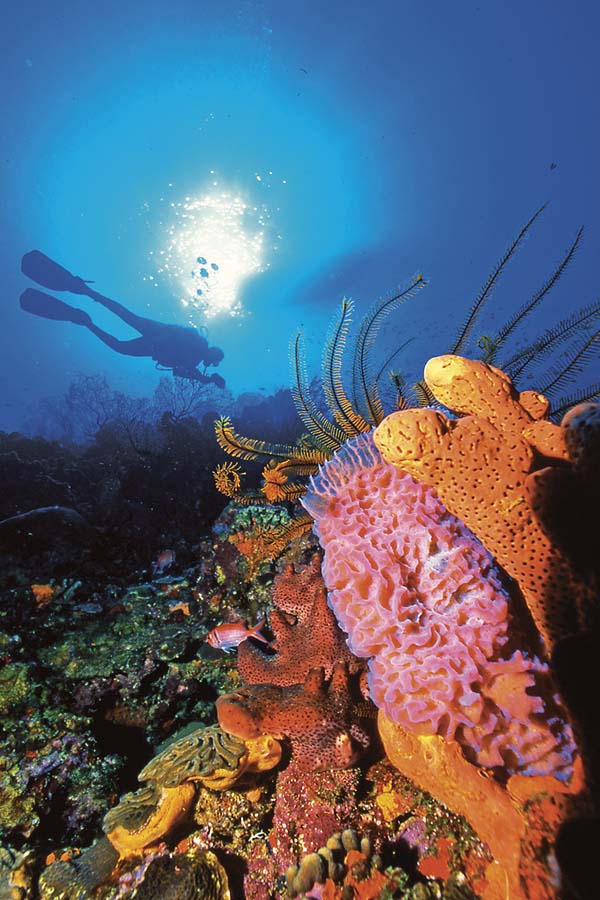 Homes for Sales in Belize | Marriott Residences | Investment
