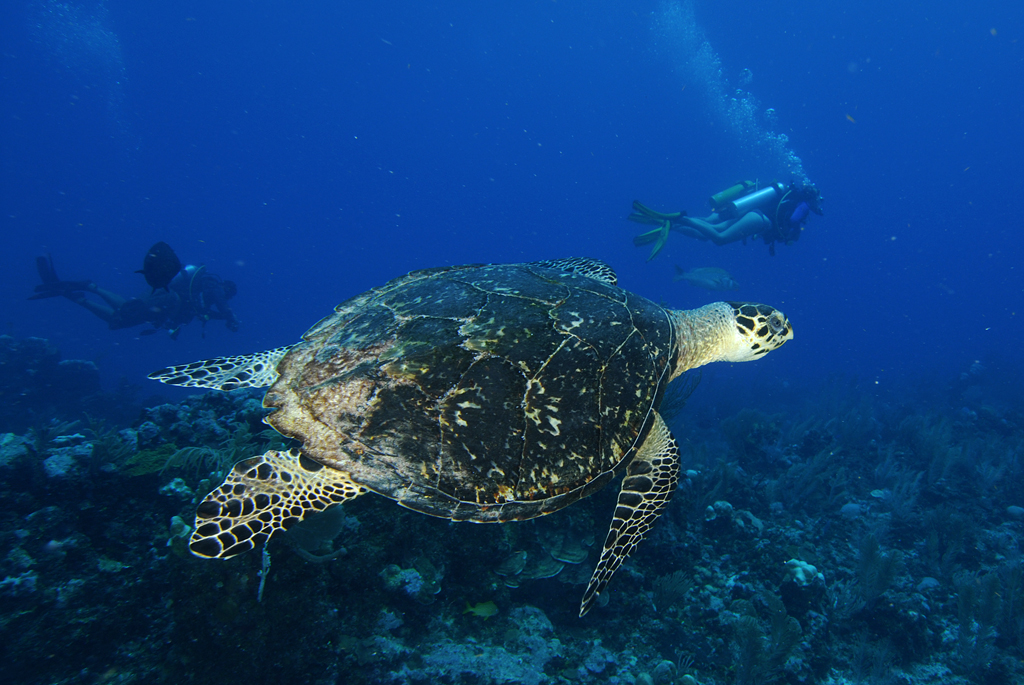 Homes for Sales in Belize | Marriott Residences | Investment
